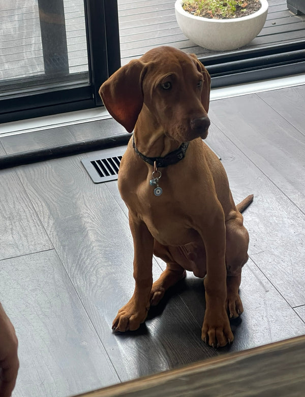 Cat or Dog Eye Charm